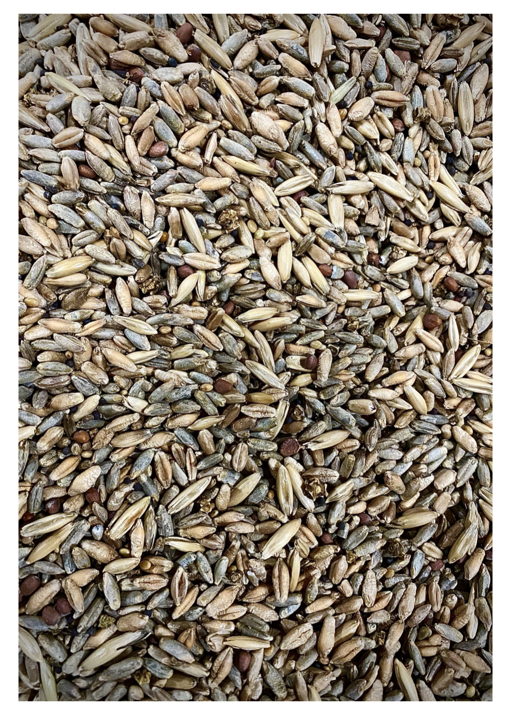 25lb Thunder Prairie Blend Turnip Radish Chicory Cereal Grain Rye