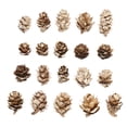 thumbnail image 1 of 1 juego de 20 piezas conos de pino decorativos navideños piñas accesorios de caja de flores, 1 of 7