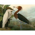 thumbnail image 2 of John James, Audubon 14x12 Black Ornate Wood Framed with Double Matting Museum Art Print Titled - Purple Heron, 2 of 4