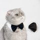 thumbnail image 4 of Corbata de pajarita de algodón para mascotas para perros gatos L, 4 of 5