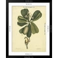 thumbnail image 5 of Art.com Catesby Bird & Botanical III Art Print by Mark Catesby, Black Frame Wall Art, 32" x 40", 5 of 5