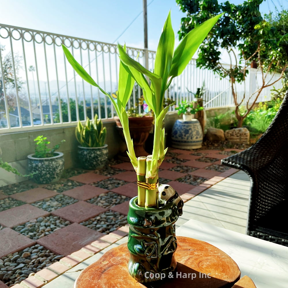 Coop & Harp 3-Stalk 6" Lucky Bamboo Live Indoor Plant with Ceramic Panda Vase, Live Indoor Lucky Bamboo For Home and Office