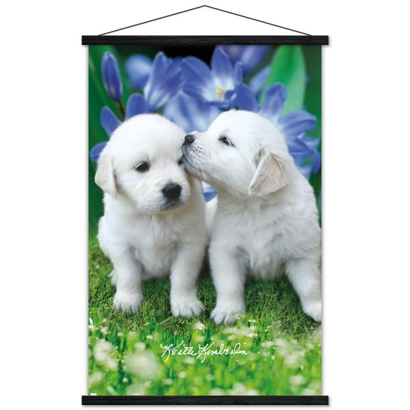 Keith Kimberlin - White Golden Retriever Puppies Wall Poster with Wooden Magnetic Frame, 22.375" x 34"