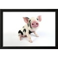 thumbnail image 2 of Pig Kune Kune Cross Gloucester Old Spot Piglet, Animals Scenic Framed Art Print Wall Art Sold by Art.Com, 2 of 5