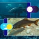 thumbnail image 4 of Cámara De Pesca Submarina, Cámara Portátil Buscador De Peces HD 1000 TVL Cámara LED Infrarroja Impermeable Con Monitor LCD De 4,3 Pulgadas, Gran Angular De, 4 of 7