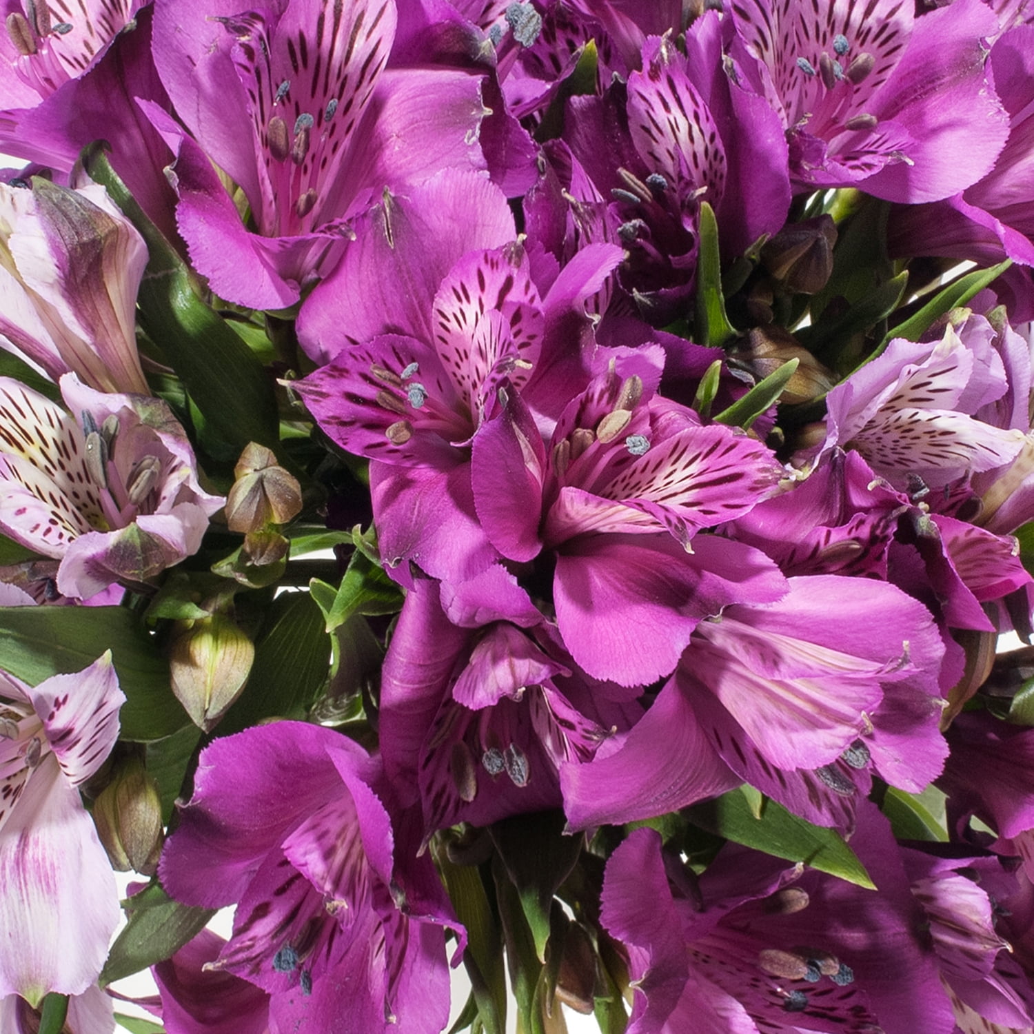 Summer Breeze - Peruvian Lily - Alstroemeria hybrid | Proven