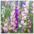 thumbnail image 3 of Everwilde Farms - 1000 Mixed Rocket Larkspur Garden Flower Seeds - Gold Vault Jumbo Bulk Seed Packet, 3 of 3