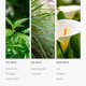 thumbnail image 4 of Home Fragrance Aroma360 California Love Aceite aromático de 50 ml, 4 of 7