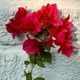 thumbnail image 6 of Red Jamaican Bougainvillea Plant for Outdoor Planting, Vibrant Bougainvillea Plant 4 - 9 Inch Tall, 6 of 6