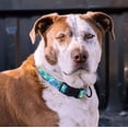 thumbnail image 4 of WIRESTER Reflective Dog Collar for Small/Medium Dogs with Buckle, Paws And Bones Blue, 4 of 4