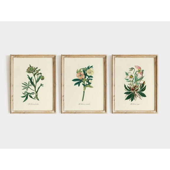 Luvia Vintage Set Of 3 Hellebores - Rose Flowers, Wildflower Poster, Botanical, Modern Wall Decor Set 3 Prints 8x12 UNFRAMED