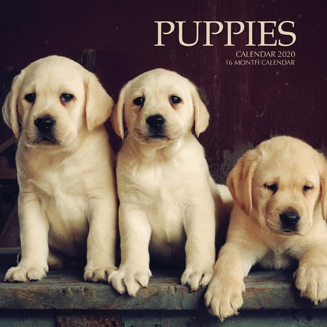 Puppies Calendar 2020 16 Month Calendar (Paperback)