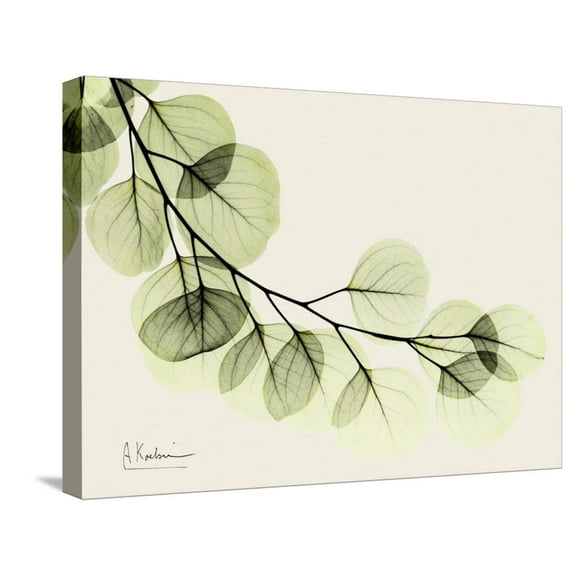 Art.com A Eucalyptus Moment Stretched Canvas Print Wall Art by Albert Koetsier, 24" x 18"