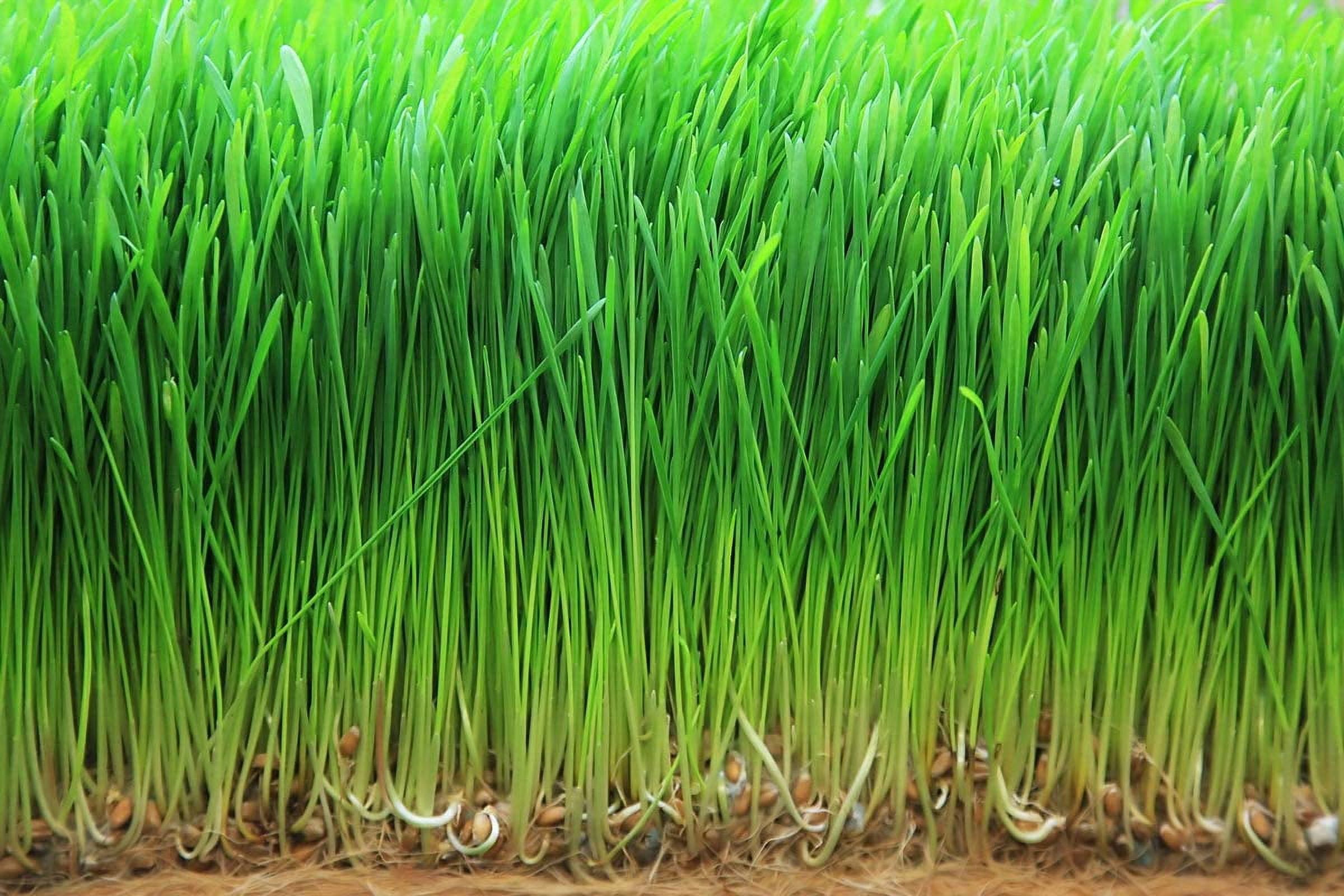 Organic Wheatgrass Powder, 2 Pounds — Non-GMO, Raw, Vegan, Kosher — by Food to Live