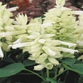 thumbnail image 2 of Outsidepride Salvia White Swan - 2000 Seeds, 2 of 2