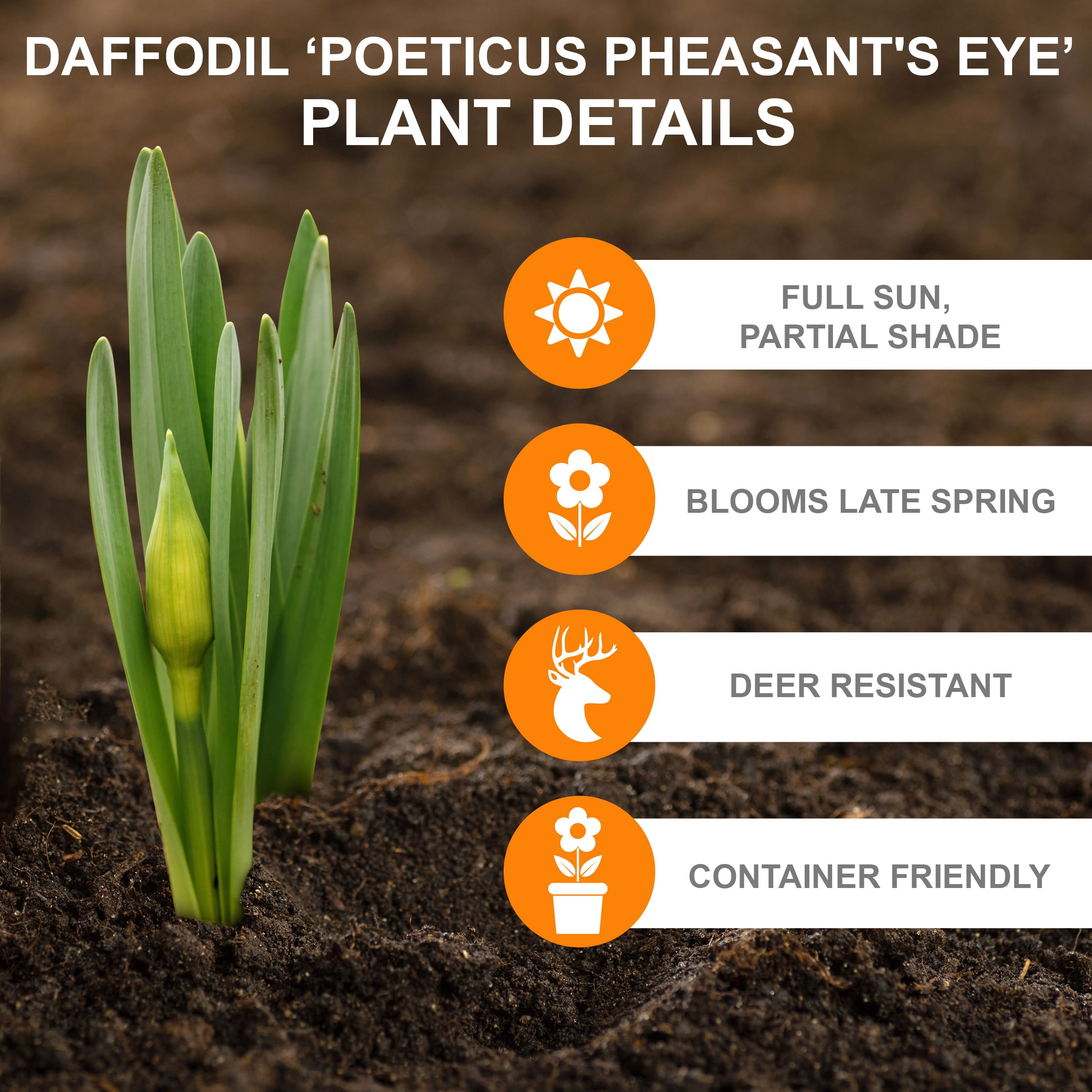 Garden State Bulb Narcissus Poeticus Pheasant's Eye Daffodil Flower Bulbs, 14/16cm (Bag of 50)