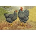 thumbnail image 2 of Wright, Lewis 32x23 Black Ornate Wood Framed with Double Matting Museum Art Print Titled - Chickens: Plymouth Rocks, 2 of 4