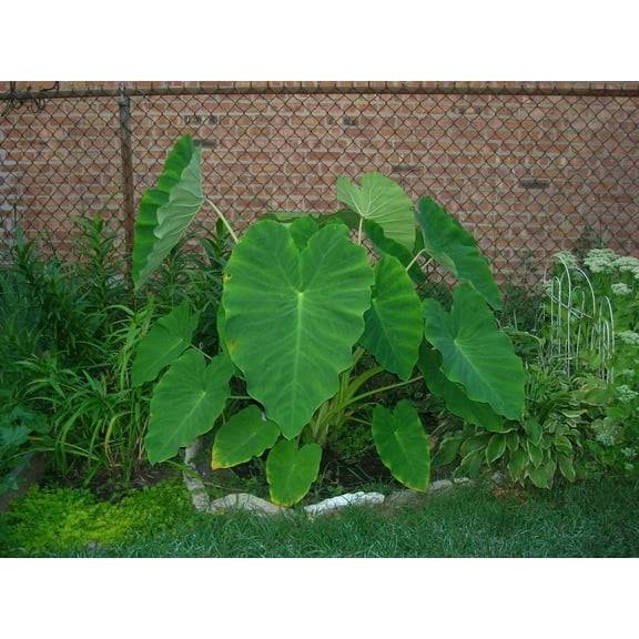 Hardem Colocasia Esculenta Elephant Ear Plant Bulbs (10 Count), Ready To Grow