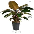 thumbnail image 5 of 8” Philodendron Imperial Red,Grower Pot Live Plant, 5 of 5