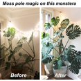 thumbnail image 2 of Polos de musgo para plantas Monstera, polos de musgo de 60 pulgadas para plantas de escalada con polos de plástico, 4 paquetes de 16 pulgadas, soporte de planta de coco para escalar macetas de interio Feliz Sencillez, 2 of 5