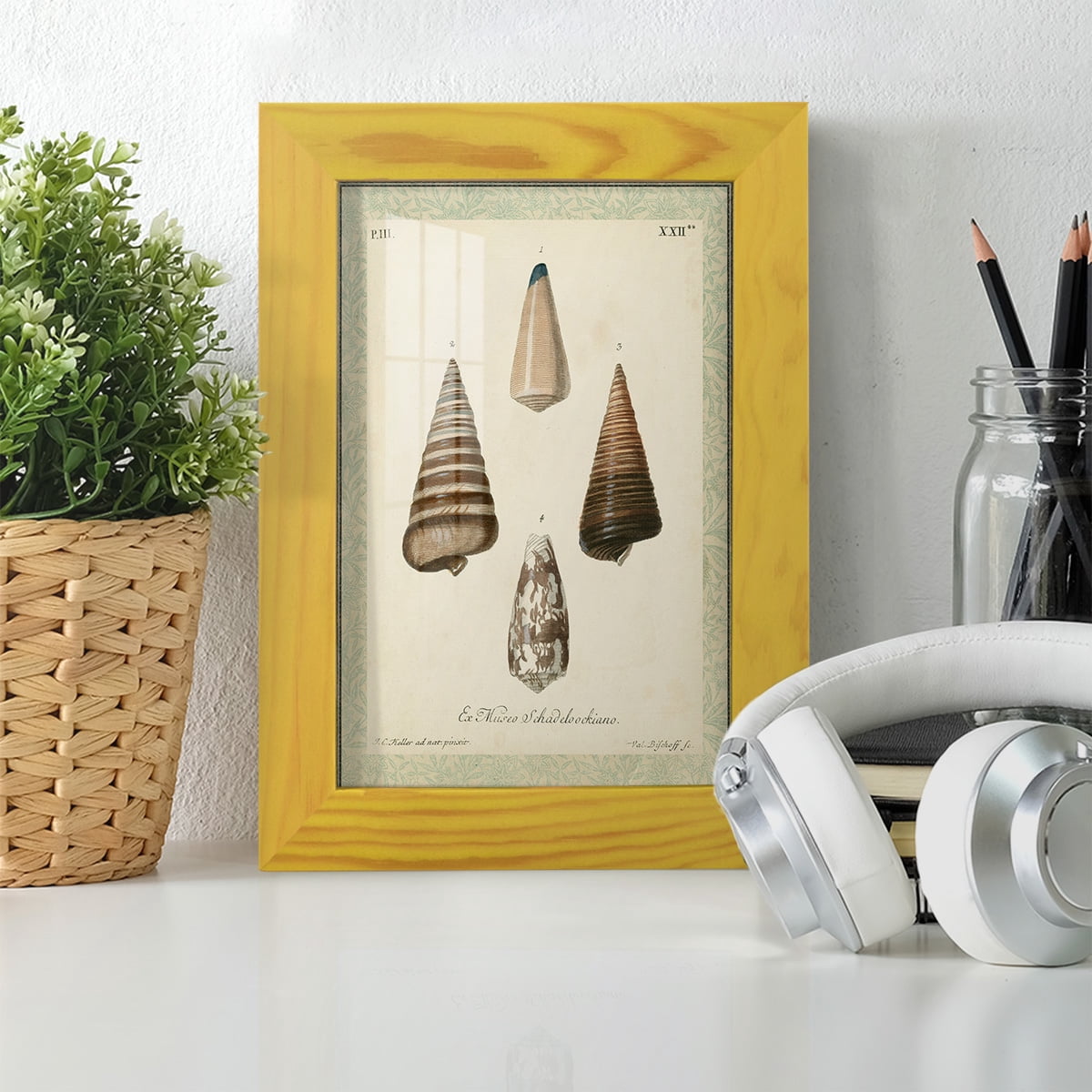 Bookplate Shells VI - Framed Print w/glass - Sunflower Yellow