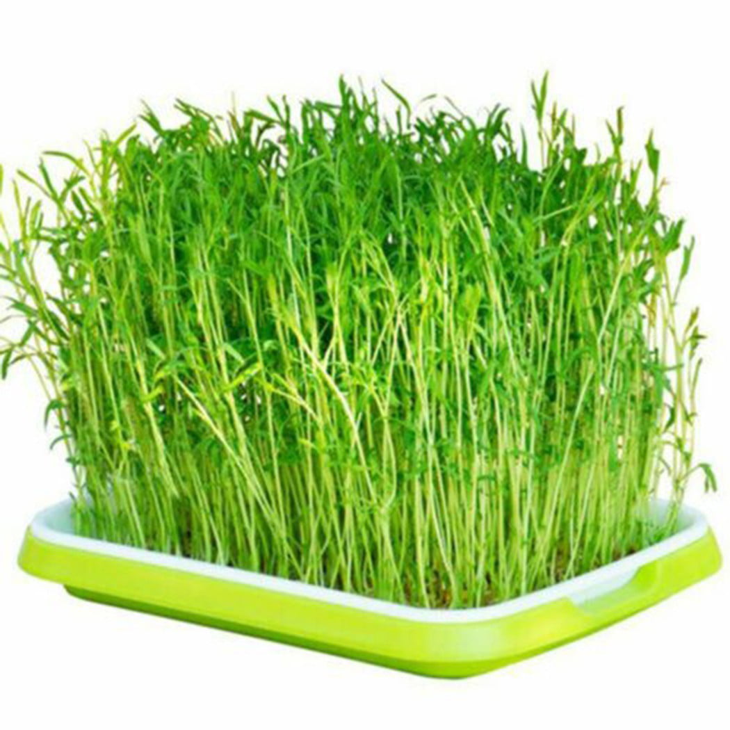 Seed Sprouter Tray Soil-Free Big Capacity Germination Grass Grow Box Plant 