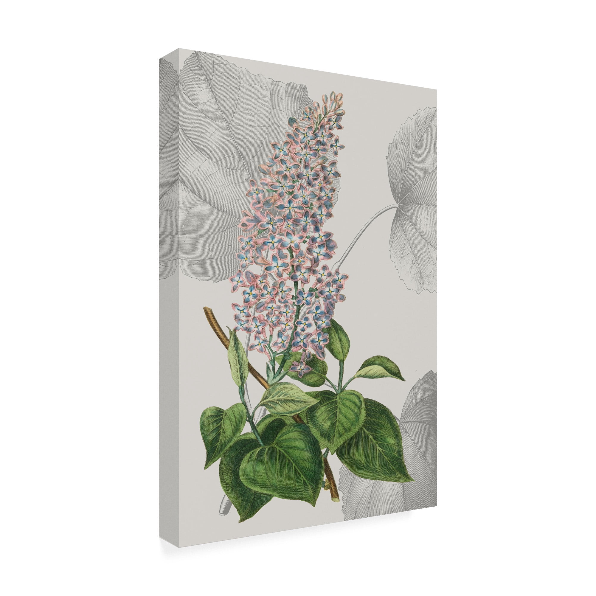 Trademark Fine Art 'Botanical Arrangement IV' Canvas Art by Vision Studio