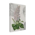 thumbnail image 2 of Trademark Fine Art 'Botanical Arrangement IV' Canvas Art by Vision Studio, 2 of 3