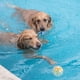 thumbnail image 5 of Pelota de goma para perros duradera y de alta elasticidad, pelota interactiva resistente y duradera, juguete acuático de entrenamiento dental duradero para perros pequeños y medianos., 5 of 5