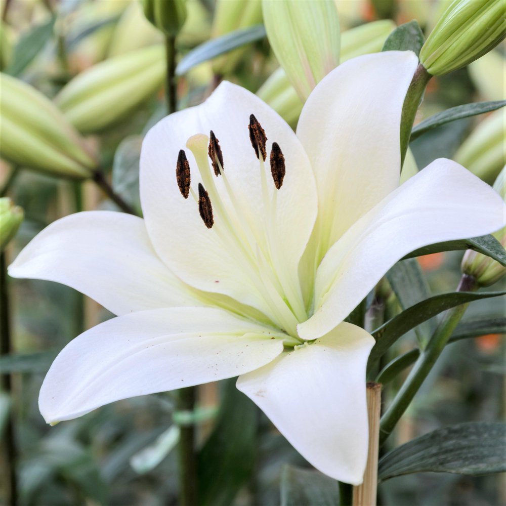 Lily LA Hybrid Richmond (Fragrant) (Bulbs) White