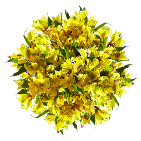 GlobalRose 240 Blooms of Yellow Fancy Alstroemerias 60 Stems - Peruvian Lily Fresh Flowers for Delivery