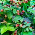 thumbnail image 5 of Navaho Blackberry Plant, 4-8 Inch Blackberry Plants Live for Planting, Outdoor Plant, 5 of 5