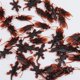 thumbnail image 1 of Paquete de 40 cucarachas de plástico falsas para cucarachas, insectos, bromas, para Halloween (marrón), 1 of 5
