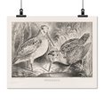 thumbnail image 2 of Print: Woodcock, 1871, 2 of 4