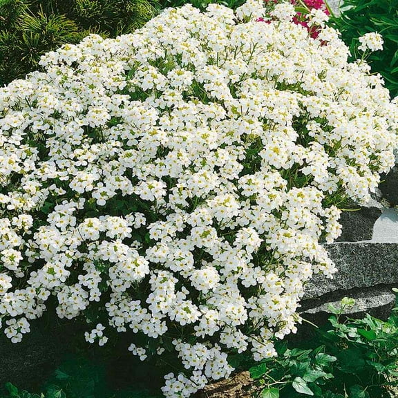 Arabis Rock Cress White Flowering Ground Cover Plant Seeds - 200 Seeds