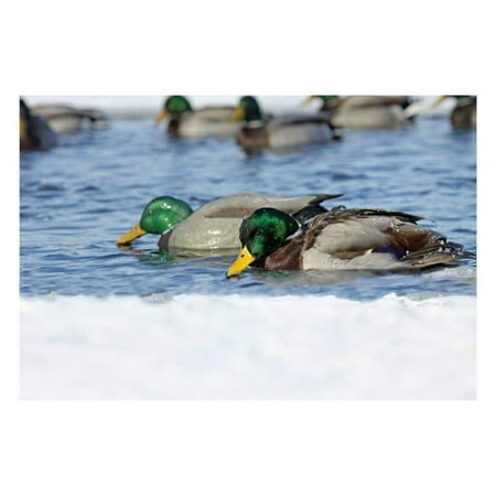 Hunting Gear PG Mallards-Surface Feeder Pack (Pair)