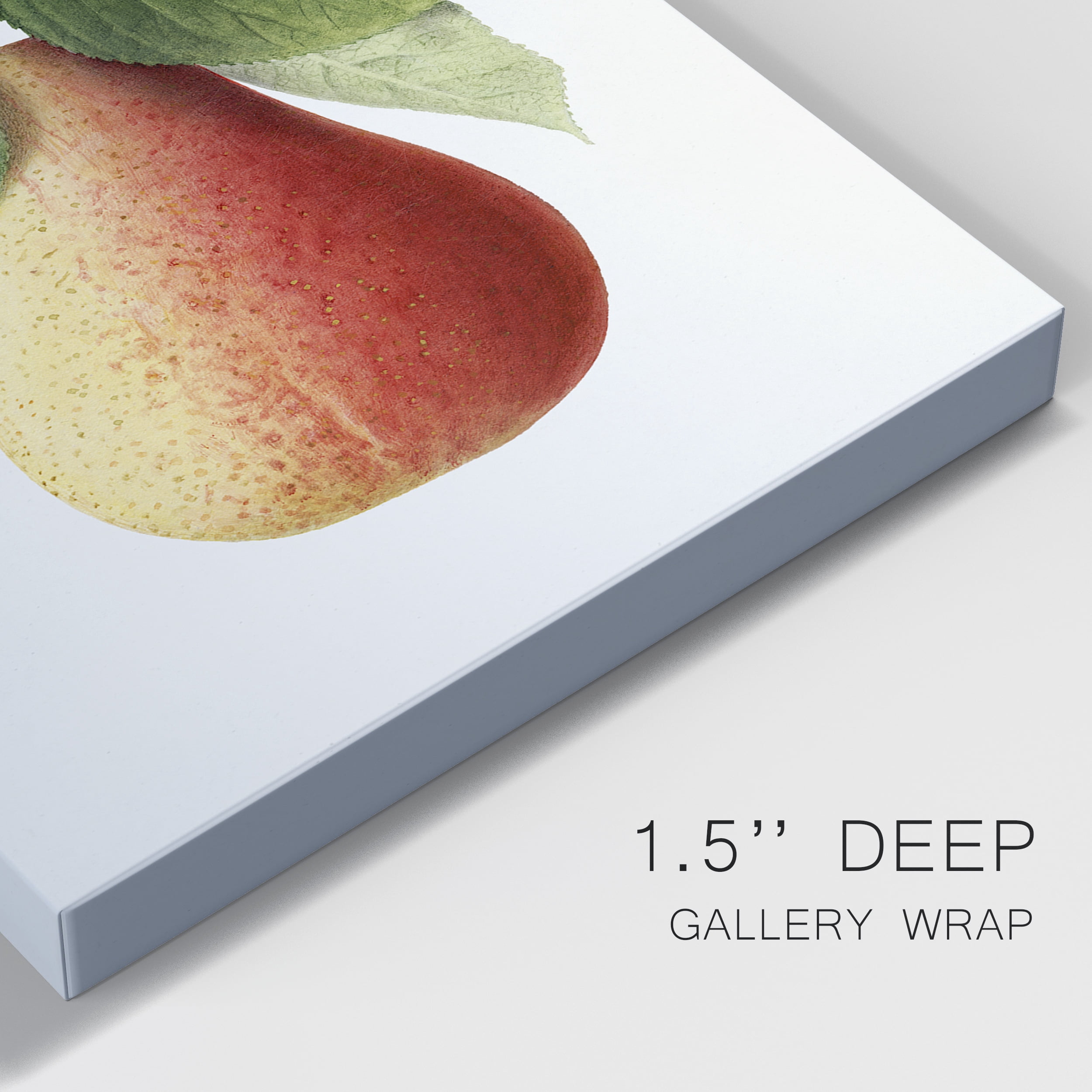 Vintage Pear Illustration II Premium Gallery Wrapped Canvas - Ready to Hang - 32 x 48