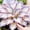D, variant on Hosta-Mix-Garden Stake for Outdoor Decoration,Fresh Natural Accent for Patio and Walkways