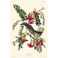 thumbnail image 2 of Audubon, John James 17x24 Black Ornate Wood Framed with Double Matting Museum Art Print Titled - Piping Flycatcher, 2 of 4