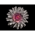 thumbnail image 2 of Carson, Brian 24x19 White Modern Wood Framed Museum Art Print Titled - Backyard Flowers White 91, 2 of 4