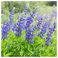 thumbnail image 3 of Everwilde Farms - 1 lb Wild Lupine Native Wildflower Seeds - Gold Vault Bulk Seed Packet, 3 of 4
