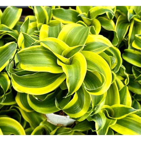 Variegated Dracaena Tornado Plants Curly Dracaena Plant Live Houseplant in 4" Pot