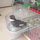 thumbnail image 5 of Bañera Para Pájaros Y Loros, Suministros De Baño Para Loros, Jaula Para Bañera Para Pájaros, Suministros Para Mascotas, Baño Para Pájaros, Ducha, Cubo De Pie, Espacio De Lavado Cateissary PT001504-02, 5 of 5