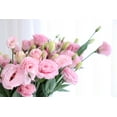 thumbnail image 5 of 20 Improved Pink Lisianthus Flower Seeds for Planting -Pelleted Seed, 5 of 6