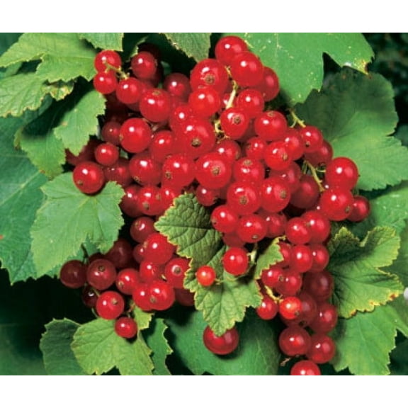 Red Lake Currant Bush - NO SHIP to NC, WV, NH - 2.5" Pot