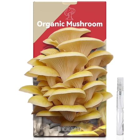 Large Organic Golden Oyster Mushroom Growing Kit – Easy Yellow Mushroom Kit for Beginners, Grow and harvest fresh mushrooms at home in just 10 days