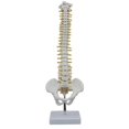 thumbnail image 1 of Colonne Vertébrale Humaine 45cm avec Anatomie Humaine Pelviforme Colonne Vertébrale + Support Fexible, 1 of 5