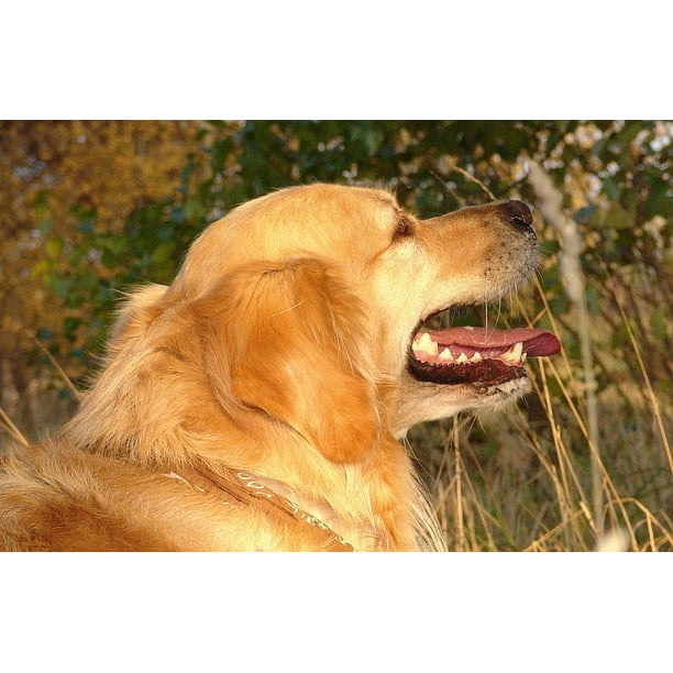 Nature Golden Retriever Dog Animal Close Pet 12 Inch By 18 Inch Laminated Poster With Bright Colors And Vivid Imagery Fits Perfectly In Many Attractive Frames Walmart Com Walmart Com