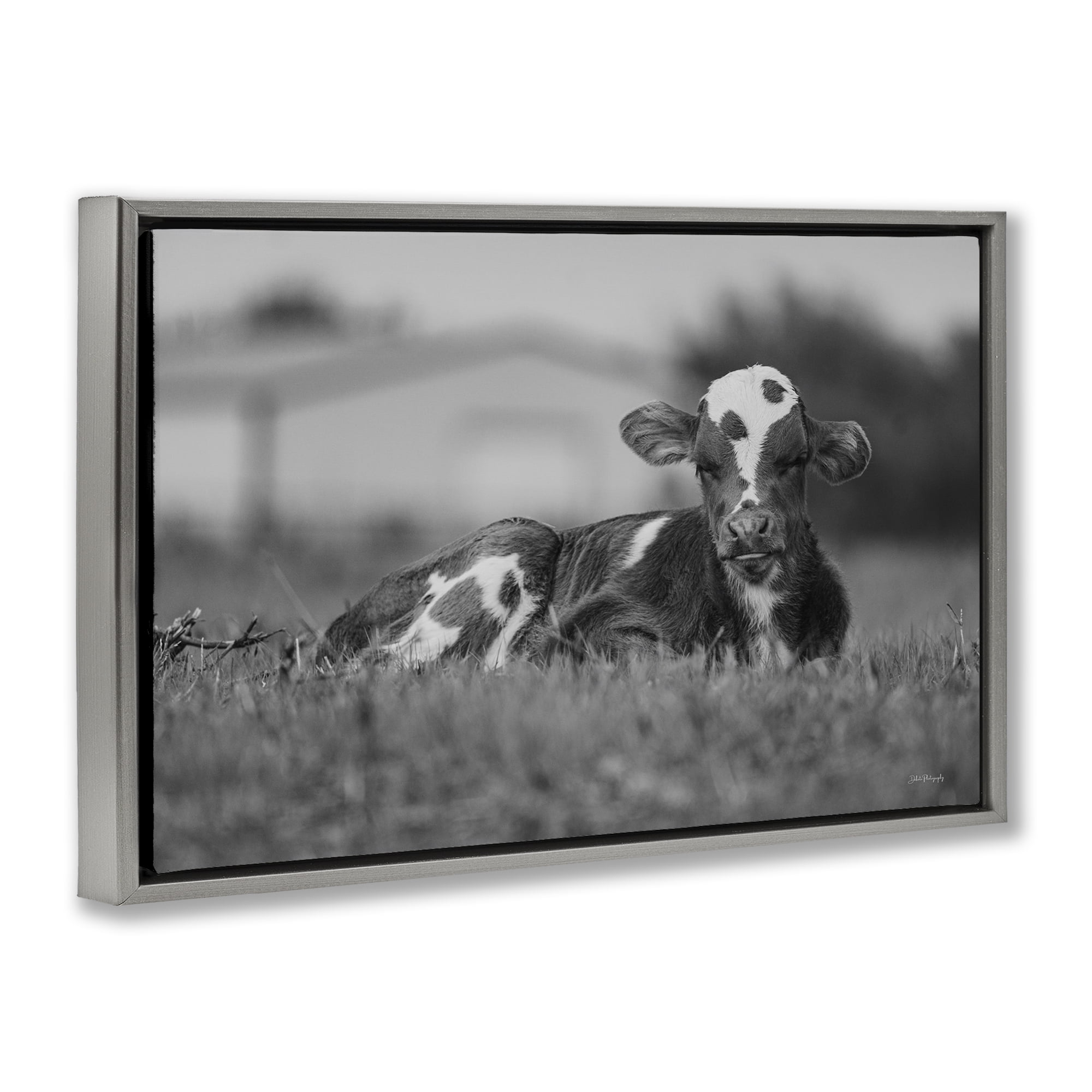 Stupell Industries Resting Cow in Grass Animals & Insects Photography Gray Floater Framed Canvas Art Print Wall Art, 25 x 17