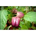 thumbnail image 2 of 100 Seeds LILAC BELL PEPPER Capsicum Annuum Sweet Mild Purple Vegetable Seeds, 2 of 10